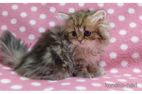 成約済の愛知県のペルシャ(チンチラ)-88839の5枚目